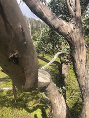 Eucalyptus gunnii