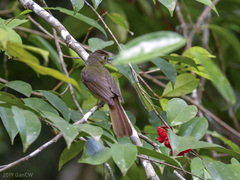 Tricholestes criniger