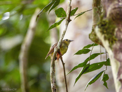 Tricholestes criniger