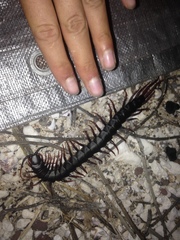 Scolopendra galapagoensis