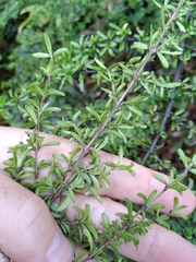 Coprosma cuneata