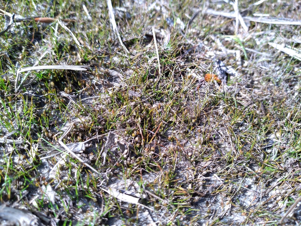 Juncus pusillus