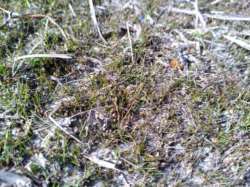 Juncus pusillus