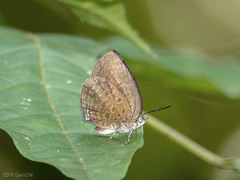 Arhopala antimuta