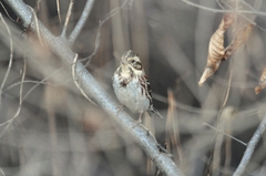 Emberiza rustica