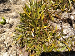 Astelia linearis