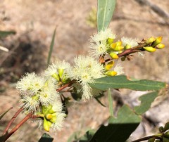 Eucalyptus odorata