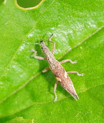 Euthyphasis