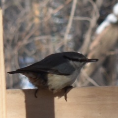 Sitta europaea asiatica