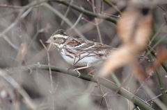 Emberiza rustica