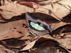 Polyura athamas
