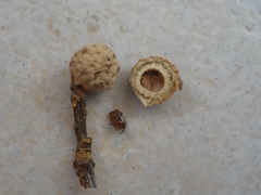 Andricus caliciformis