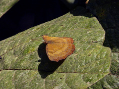 Ariadne isaeus