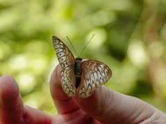 Tanaecia munda
