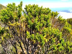 Veronica brachysiphon