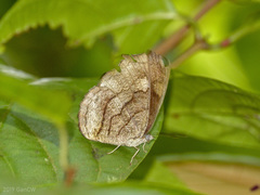Laringa castelnaui