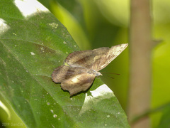 Laringa castelnaui
