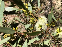 Eucalyptus odorata