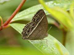 Mycalesis visala