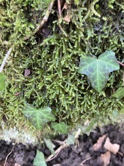 Homalia trichomanoides