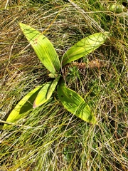 Celmisia verbascifolia