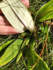 Celmisia verbascifolia