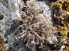 Stereocaulon colensoi