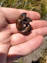 Powelliphanta