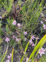 Actinotus forsythii