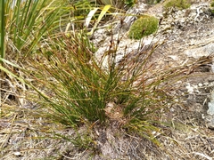 Schoenus pauciflorus