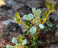 Spyridium spathulatum