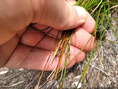 Schoenus pauciflorus