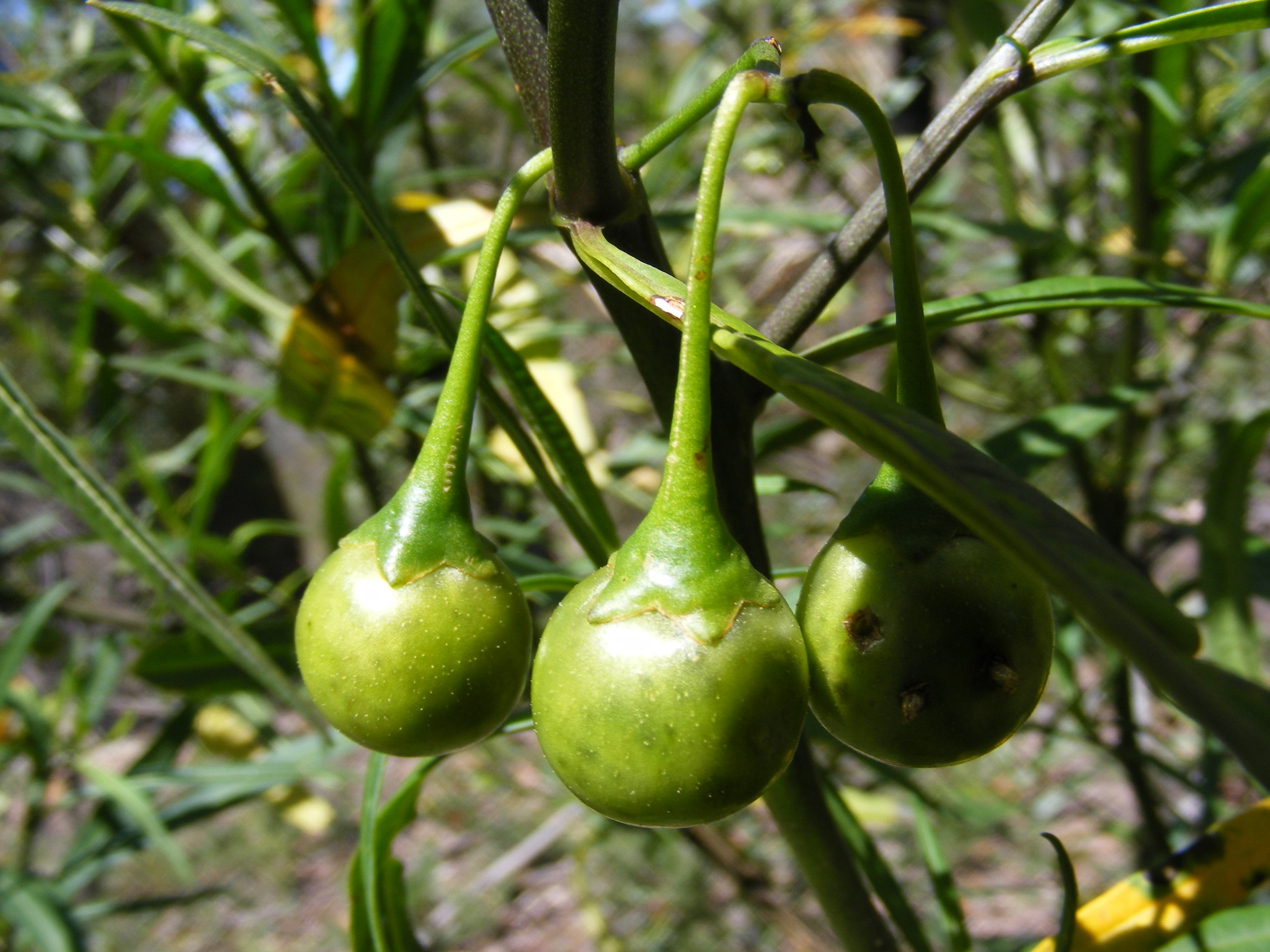 Solanum vescum