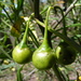Green Kangaroo-Apple - Photo (c) camidge, some rights reserved (CC BY-NC)