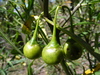 Solanum vescum - Photo (c) camidge, algunos derechos reservados (CC BY-NC)