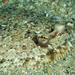 Wide-eyed Flounder - Photo (c) whodden, some rights reserved (CC BY-NC), uploaded by whodden