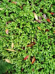 Schistochila nobilis