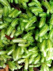 Schistochila nobilis