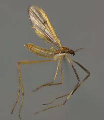 Molophilus plagiatus