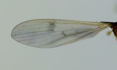 Molophilus plagiatus