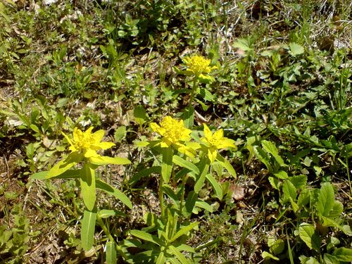 Euphorbia epithymoides