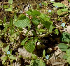 Memoremea scorpioides