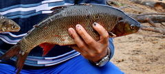 Leuciscus idus