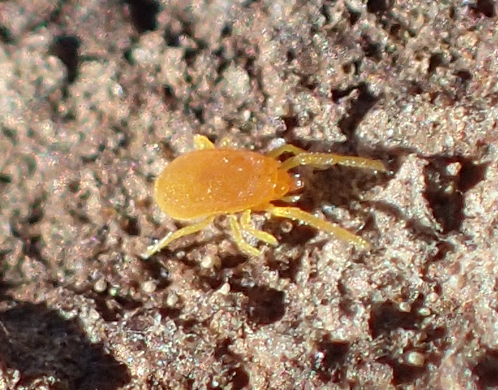 Labidostommatina