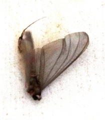Oligoneuriidae