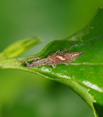 Euthyphasis