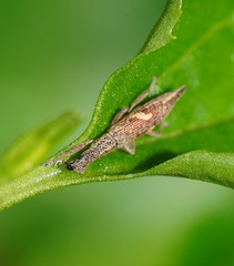 Euthyphasis