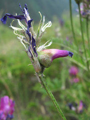 Mesotrichapion punctirostre