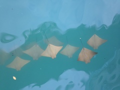 Rhinoptera steindachneri