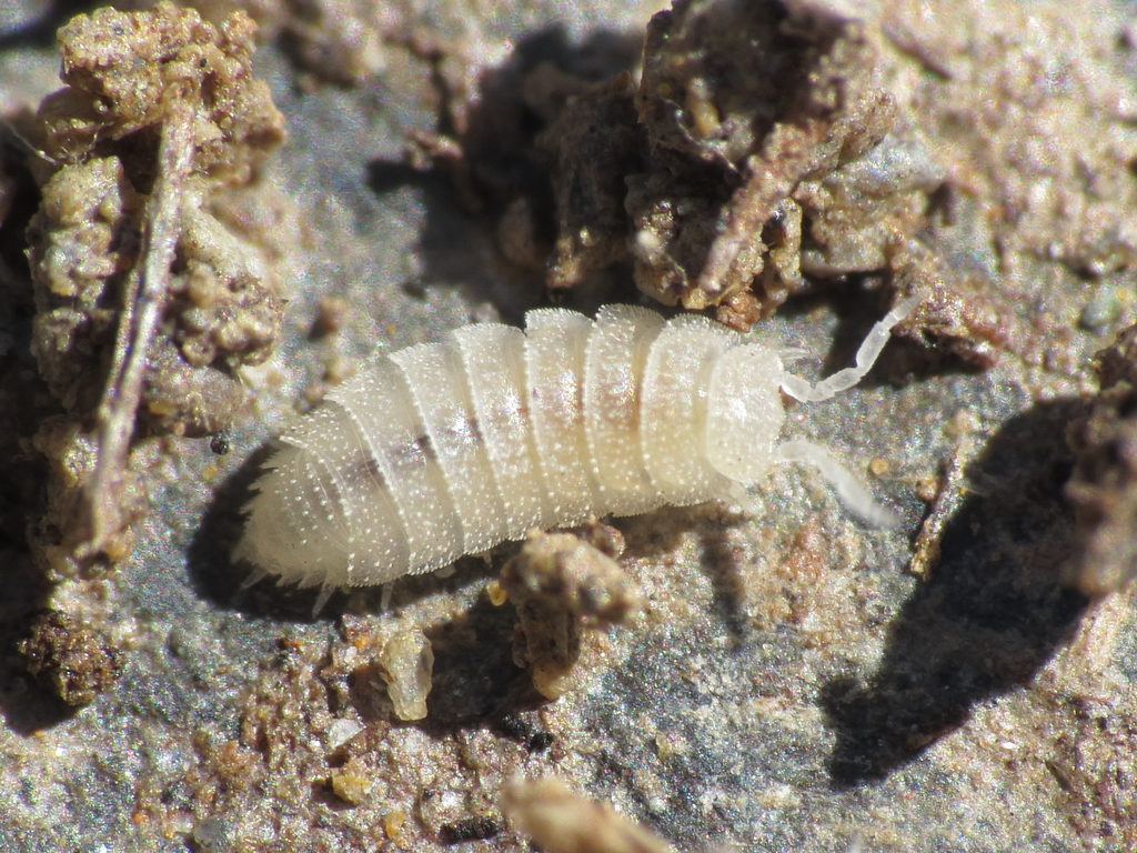 Trichorhina solorzanoi